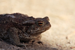 Printemps-crapaud-commun-2