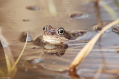 Printemps-grenouille-rousse