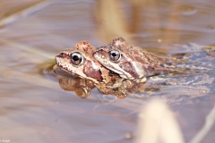 Printemps-grenouilles-rousses-2