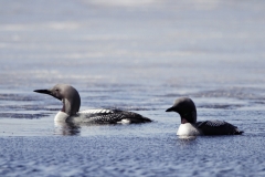 Printemps-plongeon-arctique-2