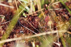 ete-drosera-3