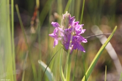 ete-ophrys-2