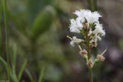 ete-tourbiere-plante-blanche