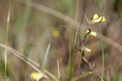 ete-tourbiere-plante-jaune