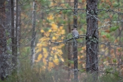 jaseurboreal